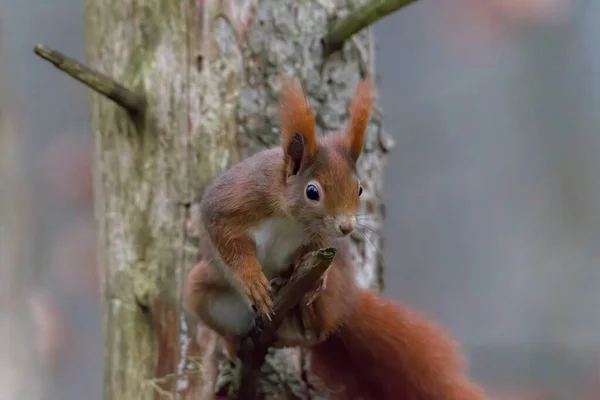 欧洲的一种棕色松鼠 冬衣在森林的树枝上 — 图库照片