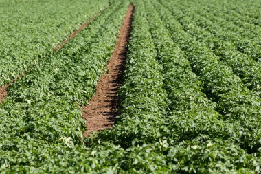 Patates tarlası ve sıra sıra patates bitkileri