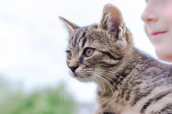 女の子の腕に小さな赤ちゃん猫がいて — ストック写真