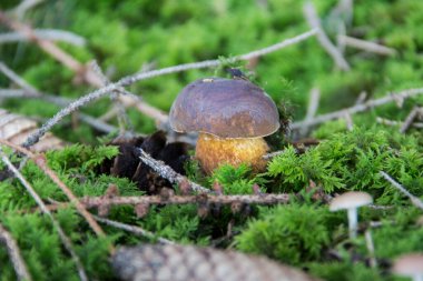 Mantarlar ormandaki doğal yerlerinde.