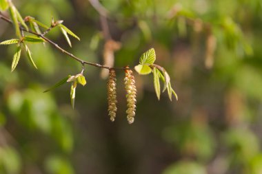 İlkbaharda bir kiriş tomurcuklanır
