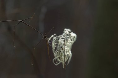 Sonbaharda bir klematin tohumu