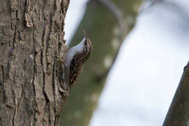Ağacın kabuğundaki ağaç bakıcıları yiyecek arıyor.