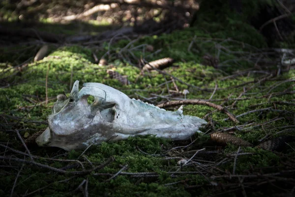 Skeletonized Part Boar Skull Moss — Stock Photo, Image