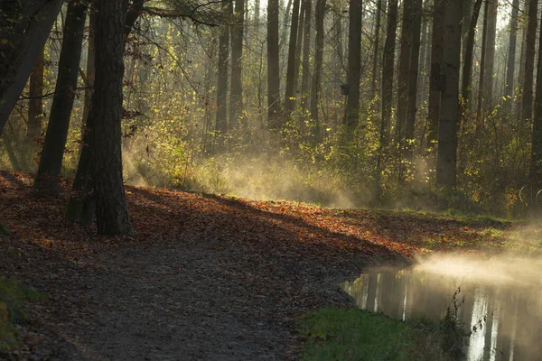 在一个阳光明媚的冬日清晨 雾从森林路上的一条小溪中升起 — 图库照片