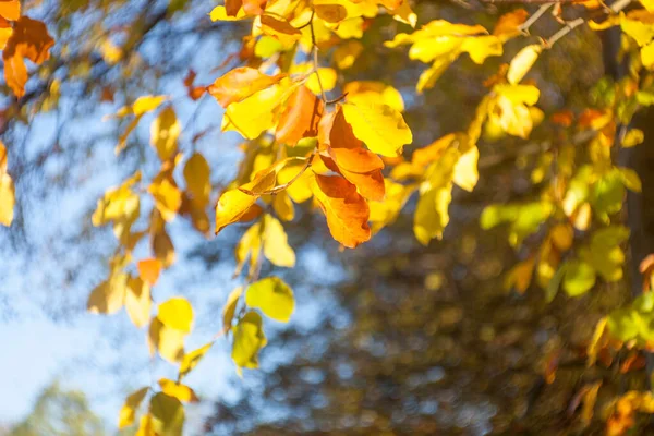 Golden Shining Leaves Illuminated Sun — Stock Photo, Image