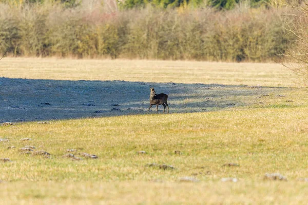 Cerfs Dans Une Prairie Dans Lumière Matin — Photo