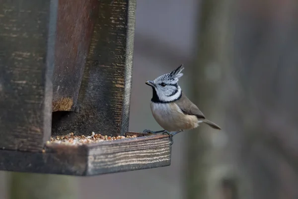 Mésange Crête Dans Les Bois Sur Une Branche — Photo