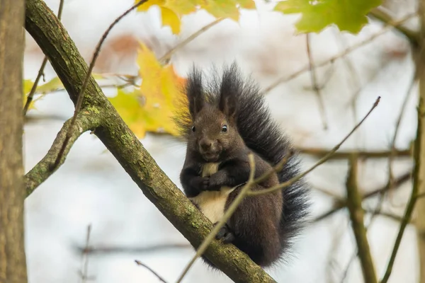 Braunhörnchen Sommerfell Auf Einem Ast Wald — Stockfoto