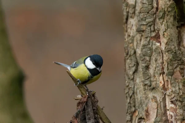 Koolmees Een Tak — Stockfoto