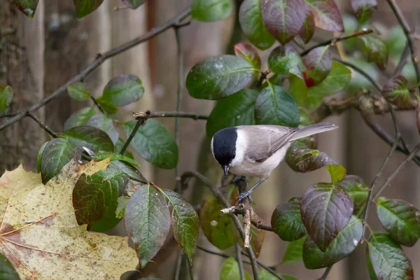 Swamp tit in the forest on a branch at the bird feeder house