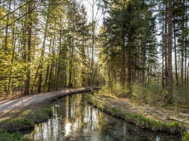 Ormana doğru temiz bir dere manzarası