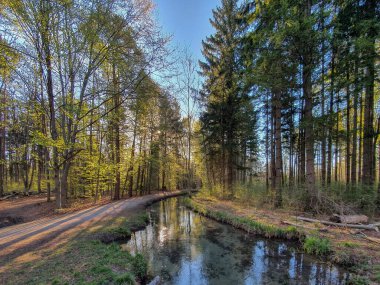 Ormana doğru temiz bir dere manzarası