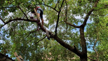 Kiraz ağacında merdiven ve emniyet kemeriyle kiraz hasadı.
