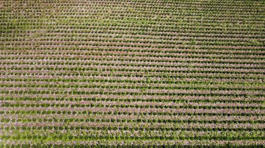Sebze tarlaları yukarıdan