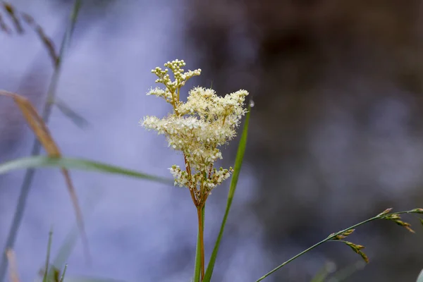 Mädesüße Blumen Vor Einem Weichen Und Dunklen Hintergrund — Stockfoto