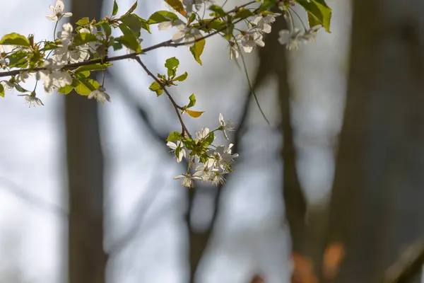 Άνθη Αγριοκέρασου Κλαδί Ξύλου — Φωτογραφία Αρχείου