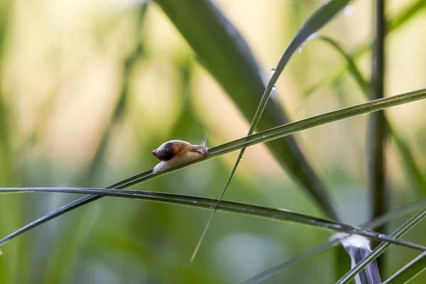 Een Kleine Slak Kruipt Riet Bladeren Tussen Druppels Water — Stockfoto