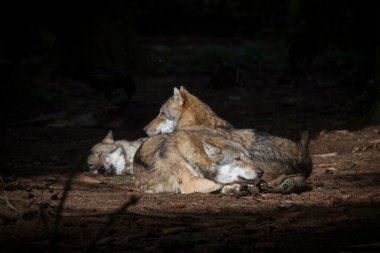 Kurtlar ormanda güneş ışığının altında dinlenirler.