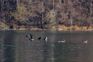 Gölde yüzen bir ağaç gövdesinde karabataklar.