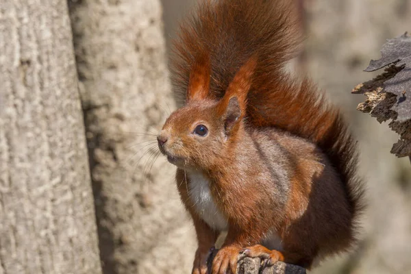 Europese Bruine Eekhoorn Winterjas Een Tak Het Bos — Stockfoto