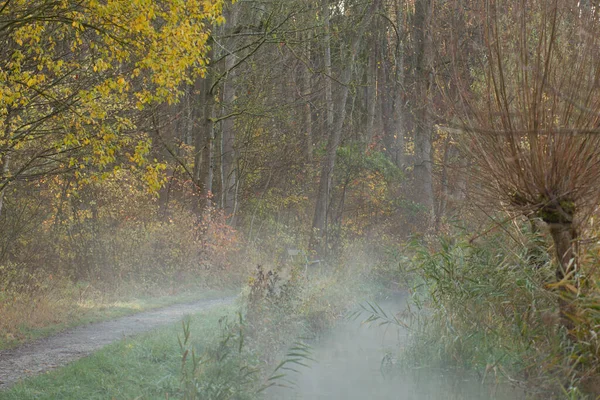 Nebbia Sorge Una Soleggiata Mattina Inverno Torrente Sulla Strada Forestale — Foto Stock