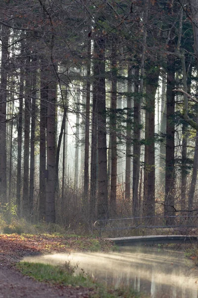 Nevoeiro Sobe Uma Manhã Ensolarada Inverno Riacho Estrada Floresta — Fotografia de Stock