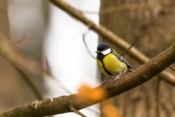 Great Tit Una Rama — Foto de Stock