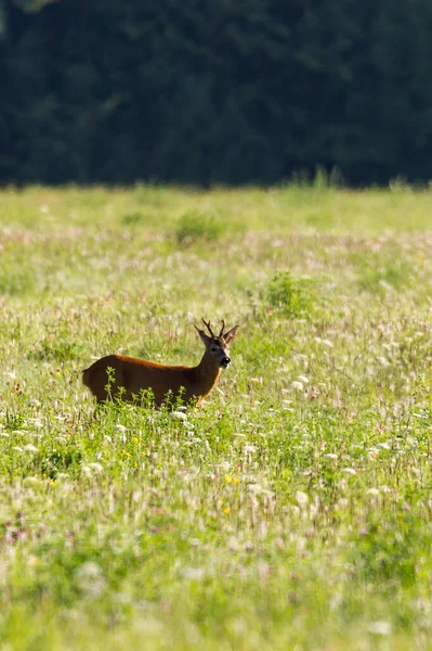 Junges Reh Auf Einer Wiese — Stockfoto