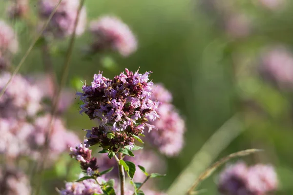 Floração Orégano Selvagem Prado — Fotografia de Stock