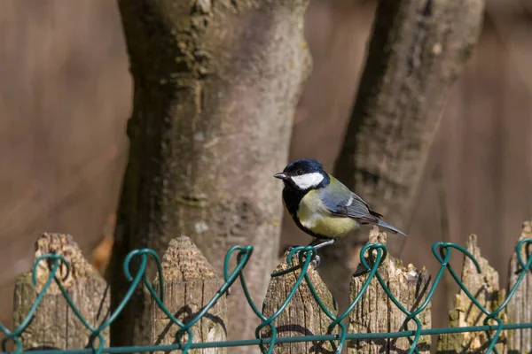 Gran Teta Una Rama Cerca Del Comedero Aves — Foto de Stock