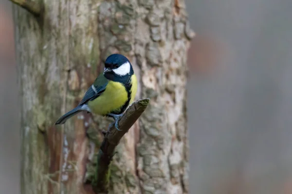 Great Tit Una Rama — Foto de Stock