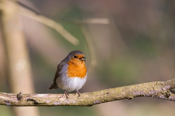 Robin Sits Branch — Stock Photo, Image