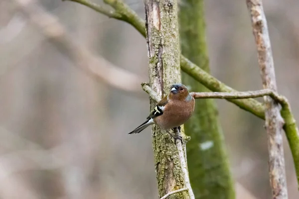 Chaffinch Sonbahar Ormanında Bir Dalda — Stok fotoğraf