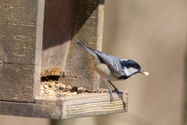 Mésange Charbon Sur Une Branche — Photo