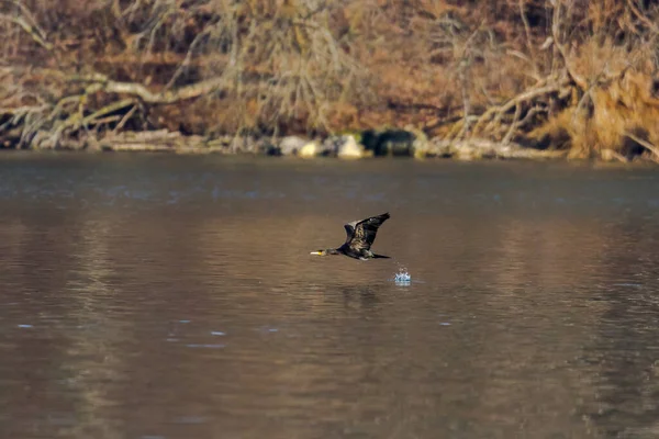 Karabataklar suyun üzerinde uçar.