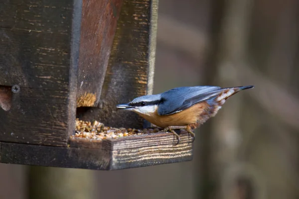 Nuthatch Uma Casa Alimentador Pássaros — Fotografia de Stock