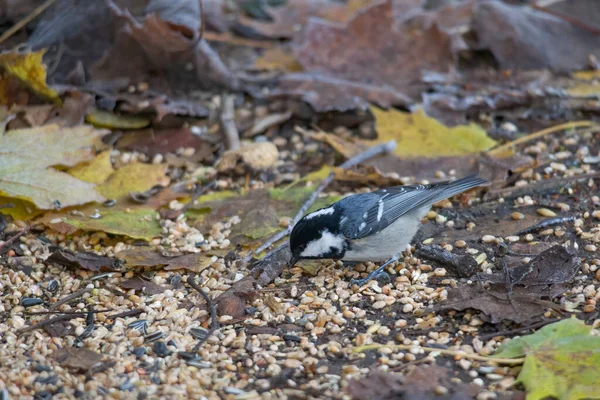 Great Tit Branch Forest — Photo