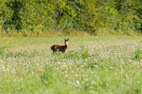 Junges Reh Auf Einer Wiese — Stockfoto