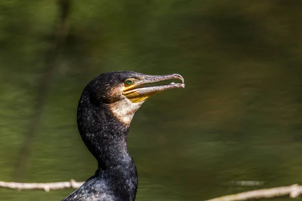 Cormorano Ramo Nell Acqua — Foto Stock