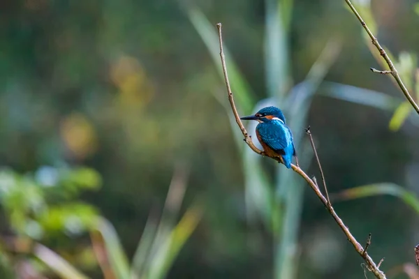 Kingfisher Ramo Floresta — Fotografia de Stock