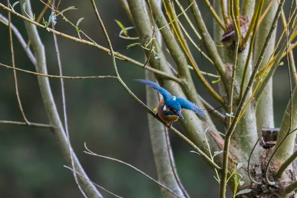 Kingfisher Una Rama Bosque — Foto de Stock