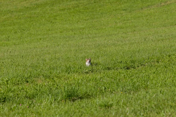 家猫在一片绿色的草地上 — 图库照片