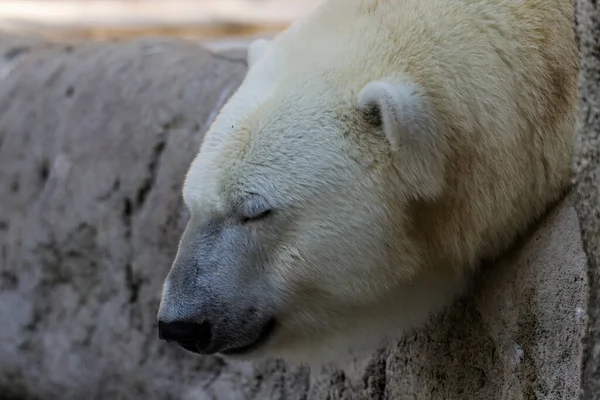 Orso Polare Giace Tranquillamente Una Roccia — Foto Stock