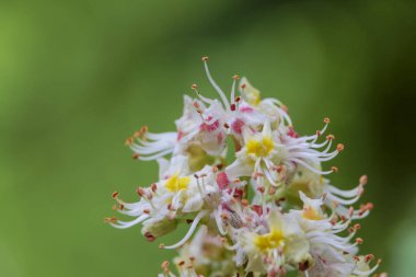 Kestane ağacının çiçeğine yaklaş.