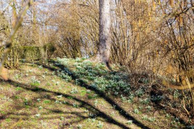 Baharın güneşli bir gününde Affing 'deki bir çayırda ilk kar damlası açar Şubat' ta.