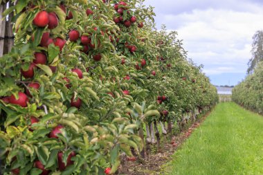 Almanya 'da Meersburg Gölü yakınlarındaki bir elma bahçesindeki ağaçtan sarkan kırmızı elmalar