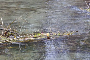 Solmuş Gül Doğada Geçiciliğin Bir Sembolü