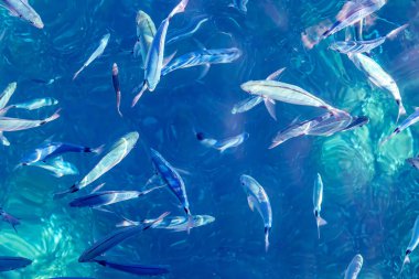 Açık mavi su balık sürüsü, Frankreich, Korsika, Calanques de Piana, 19 Juni 2025