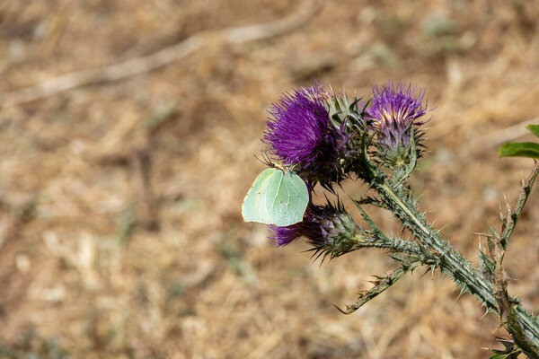 Brimstone butterfly on purple thistle flower France Corsica 19 June 2025